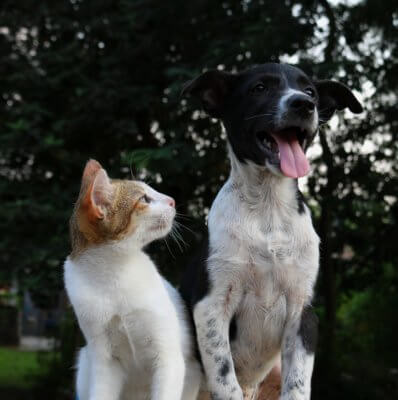 cbd chiens cbd chats